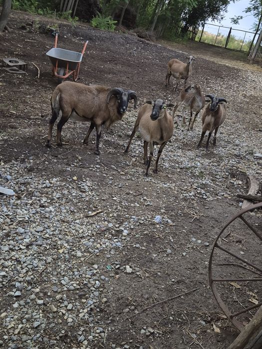 Vând berbece Camerun