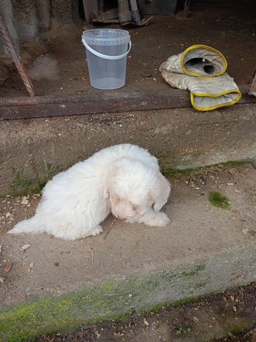 продавам кученца лагото-кокер