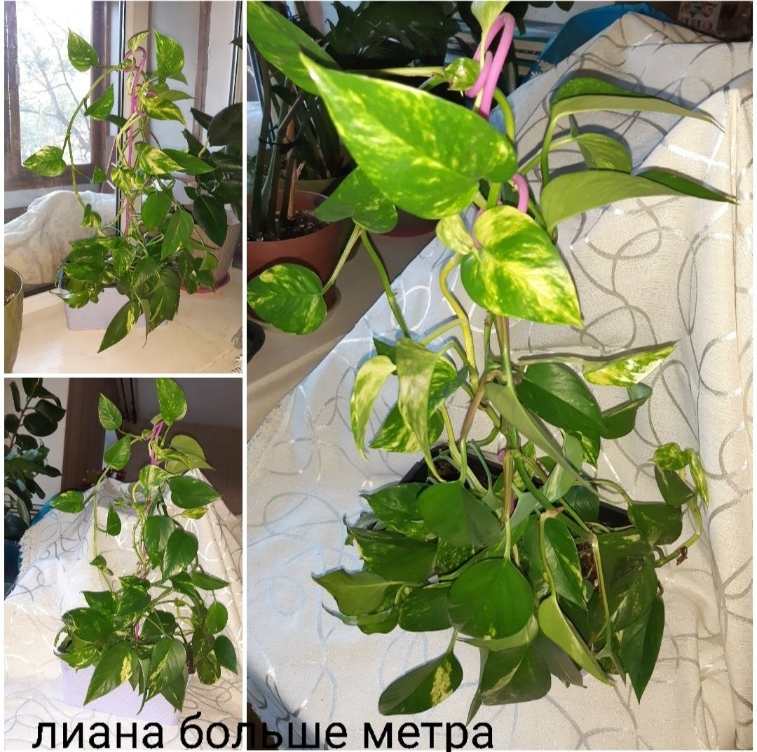 Фикус, замиокулькас, эпипремнум золотистый, молочай
