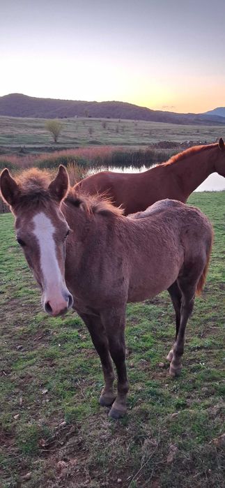Женско конче на 6 месеца