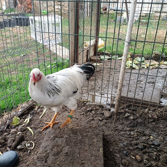 Cocos Sussex cu Adler