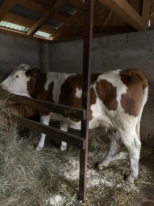 Vand vacă bălțată româneasvă