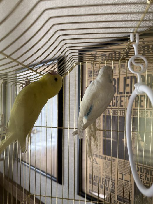 Продам пару волнистых попугаев