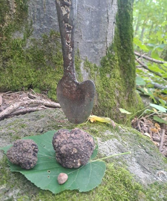 Cățeluși Lagotto Romagnolo de vânzare