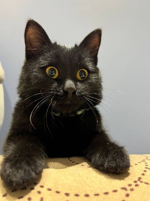 Ищем любящий дом котятам