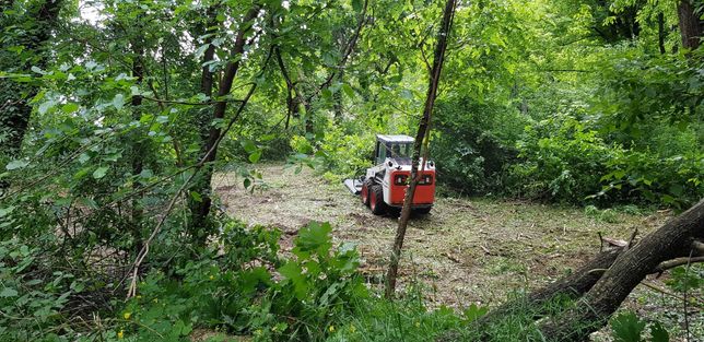 Defrisare cosire si curatare teren de iarba arbusti ambrozie copaci