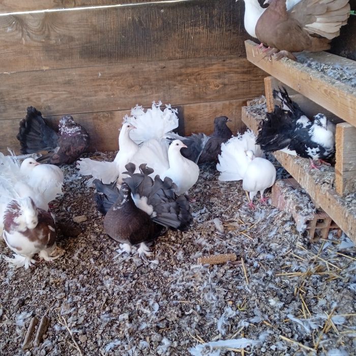 Паунести млади гълъби