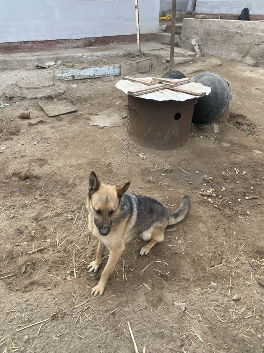 11про сотилади срочна пул гарак 3 милон 700 галишамиз