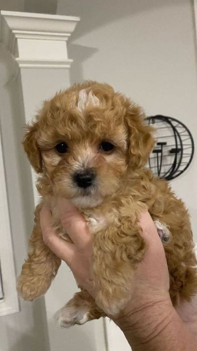 Caniche poodle mini toy