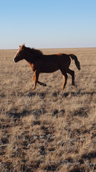 Жабағы соғым семіз сойып үйіңізге жеткізіп береміз доставка.