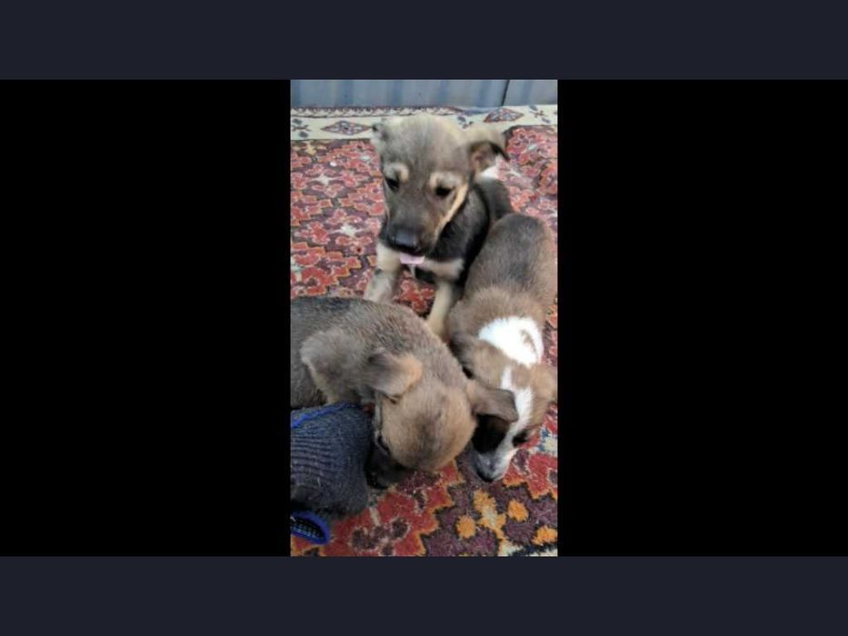 В надежные руки пристраиваются щенки