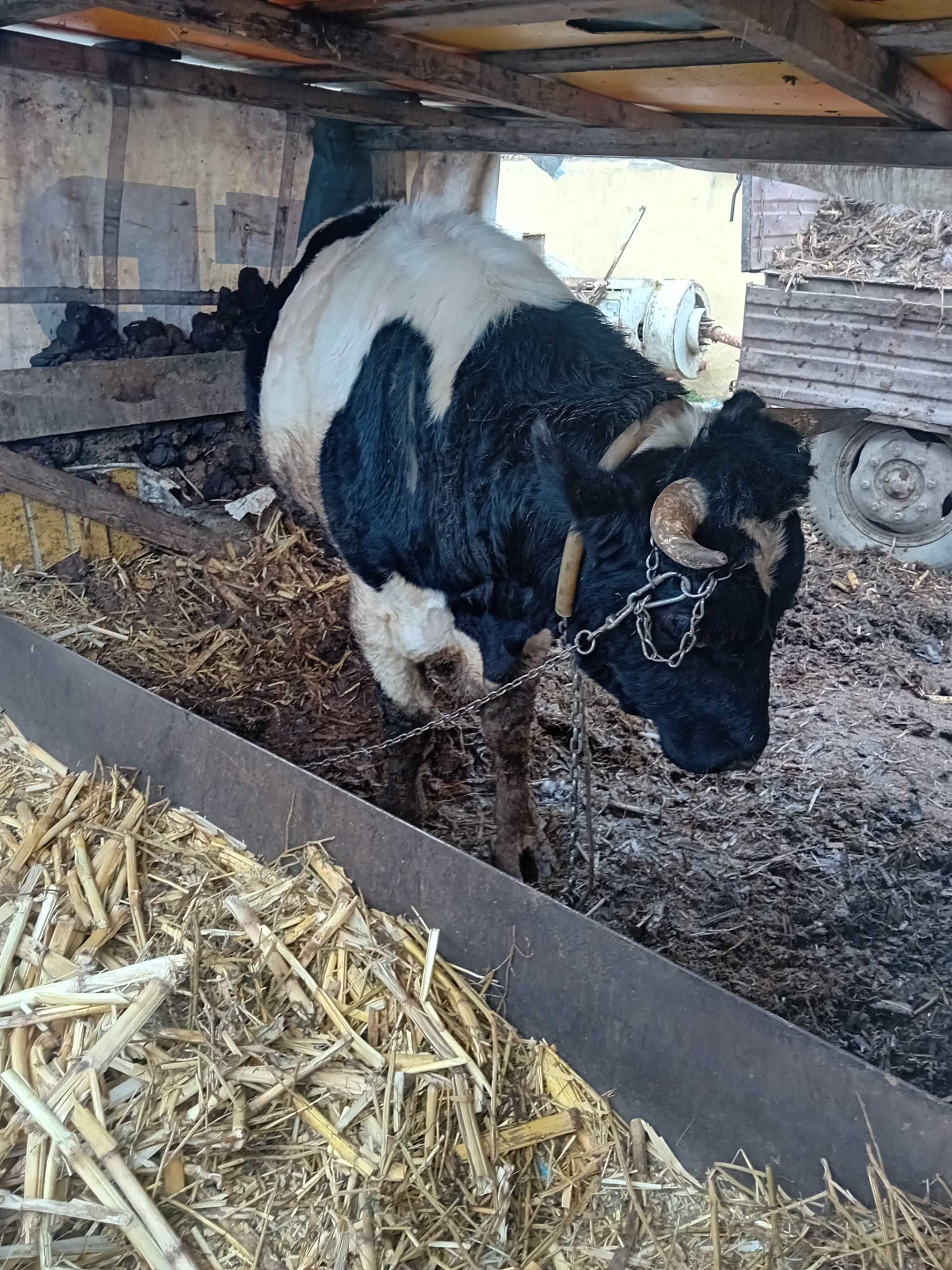 Taur de vânzare Holstein