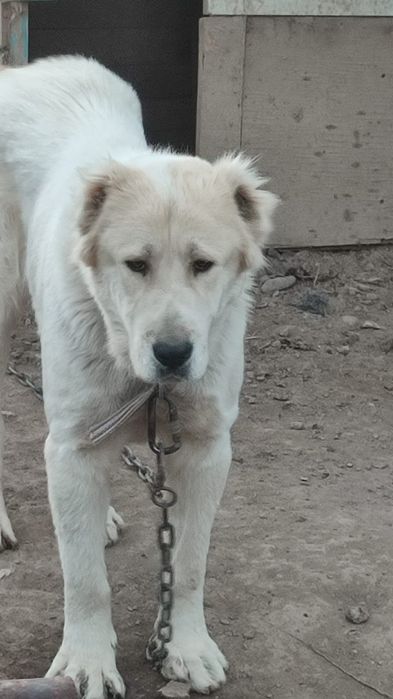 Алабай породистый