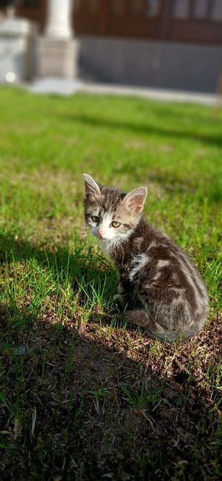 Мушук берилади 3 ойлик