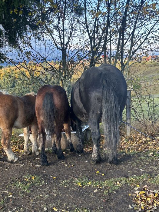 Mânz roşu de vânzare
