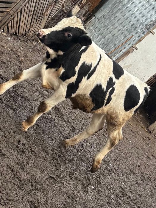 Tăurași de vânzare