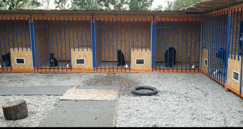 Pensiune și dresaj