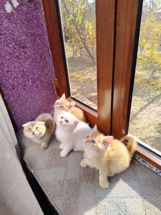 Zalatoy shinshila va Fold bolalari