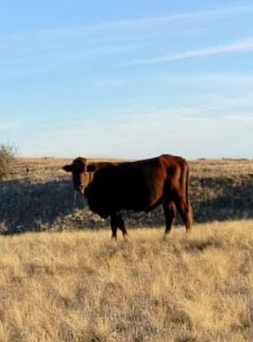 Продам быков недорого