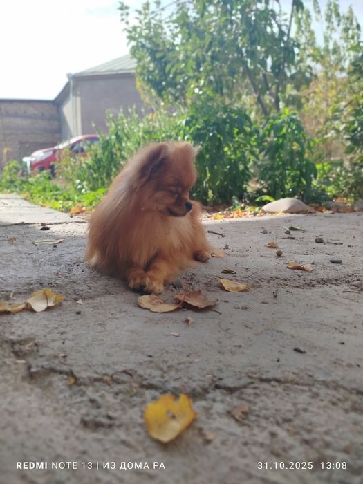 Шпиц  померанский