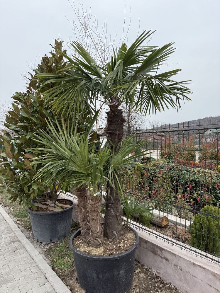 Vând plante ornamentale calitate extra