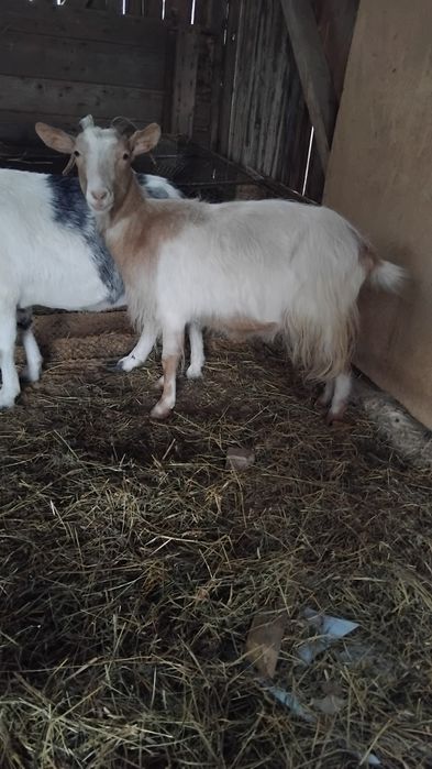 Doua capre gestante si un ţap