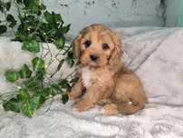 Vand baietel Cavapoo F1
