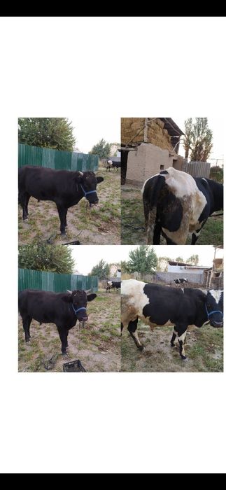 Букала сотилади срочно