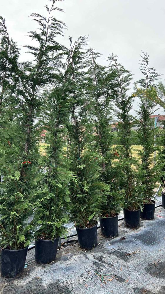 Продавам купресо кипарис Лейланди, (Cupr. Leylandii) ПРОИЗВОДИТЕЛ !!!