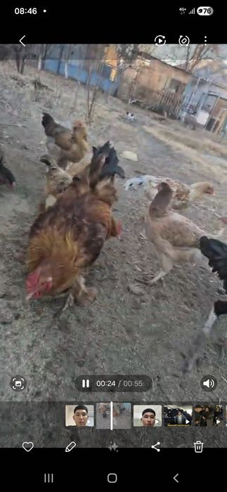 Тауық сатылады 15шт