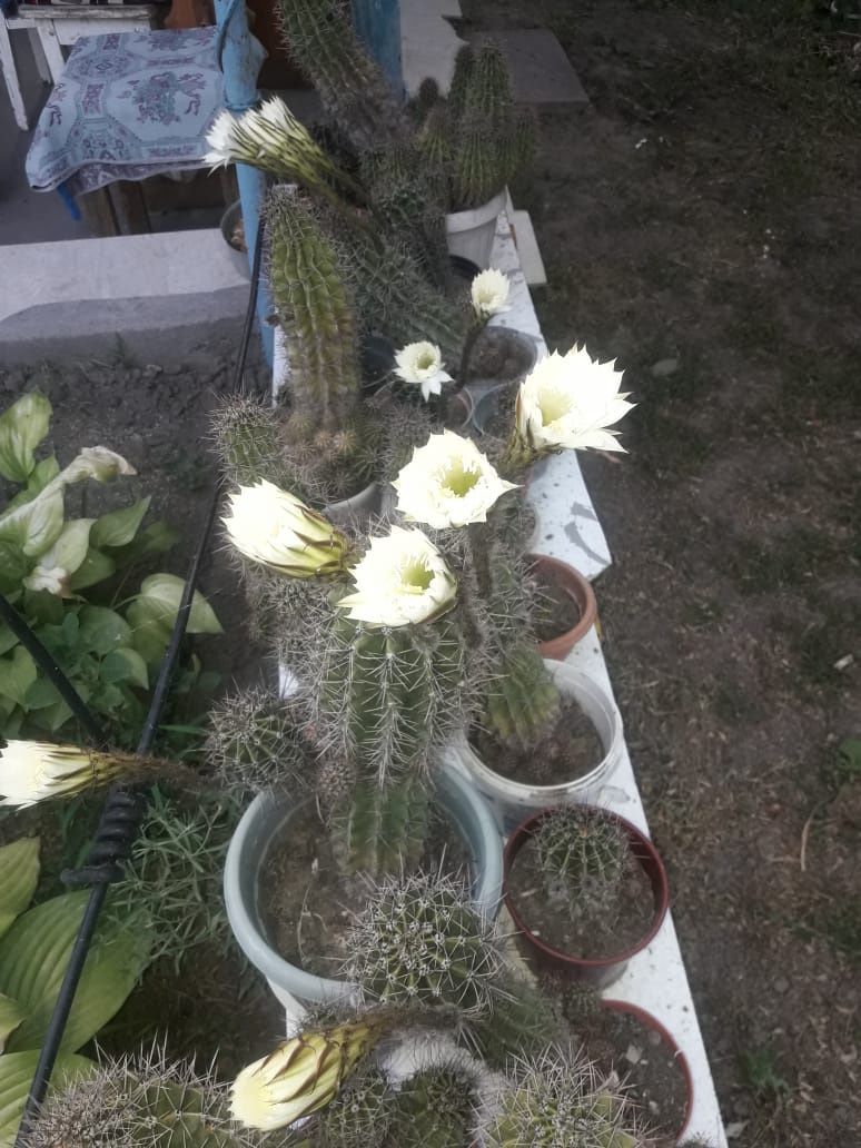 Продам кактусы разные