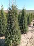 Vand plante ornamentale diferite specii din pepiniera proprie