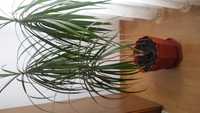 Vând palmier dracena