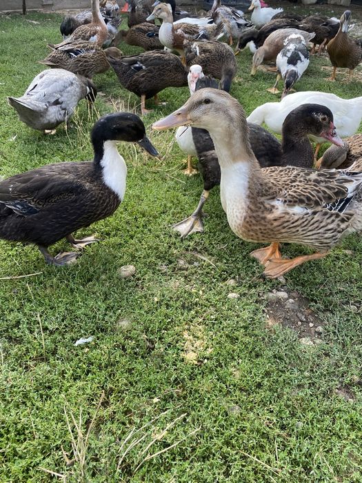 Vand rate romanesti/leşeşti, diferite marimi si culori