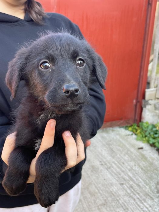 Căței pentru adopție