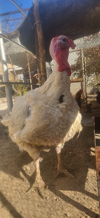 Kurka sotiladi uyda boqilgan