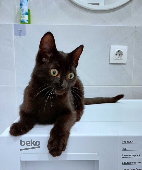 Котята ищут любящих и ответственных котородителей