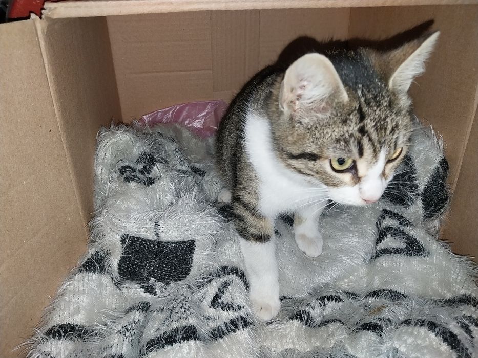 Pisicuță pentru adopție