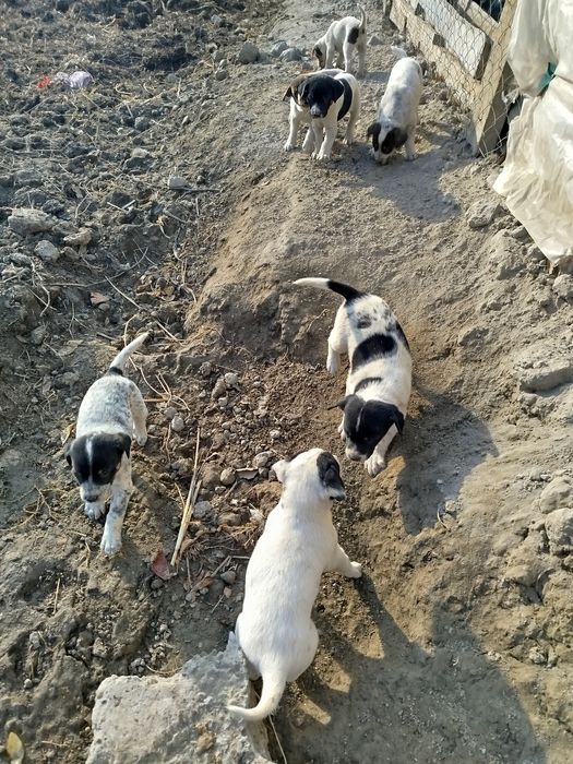 Овчи ит  боллари сотилади