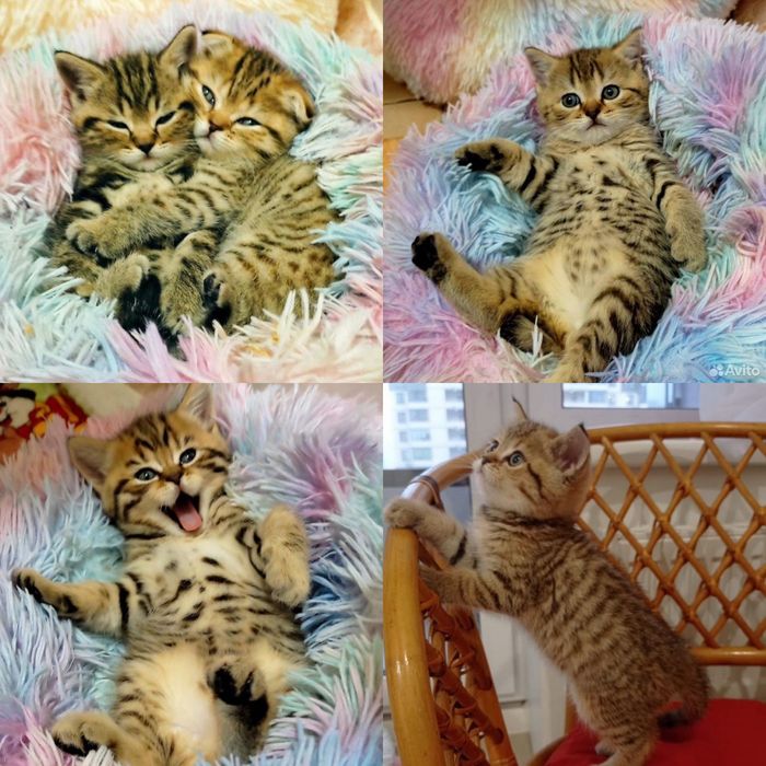 Шотландские котята золото