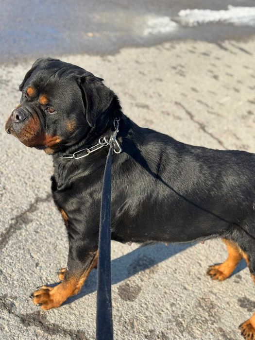 Ротвайлер (Rottweiler)