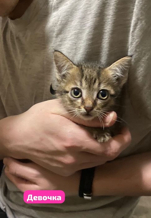 Отдам котят в хорошие руки