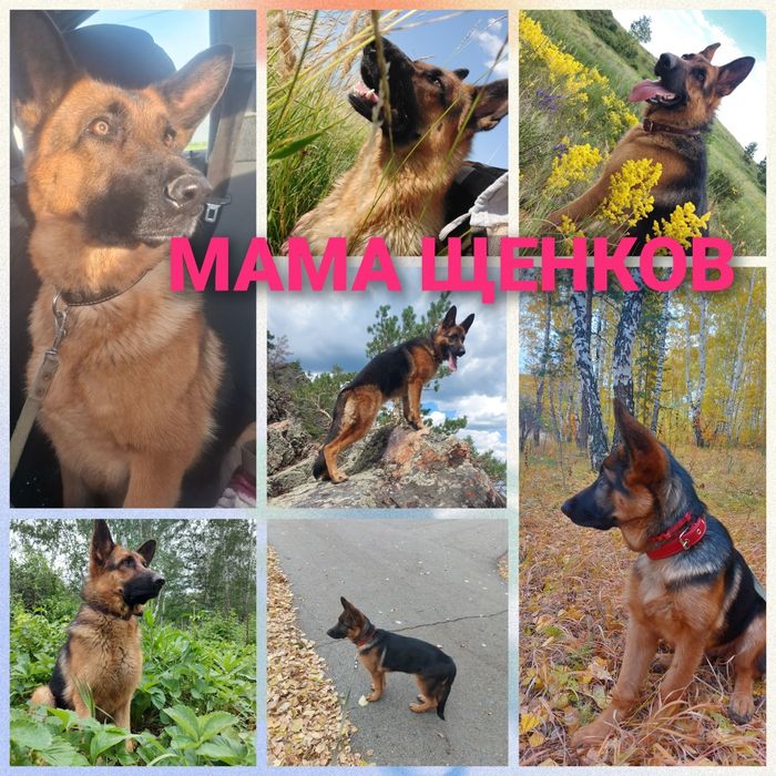 Продажа элитных щенков немецкой овчарки
