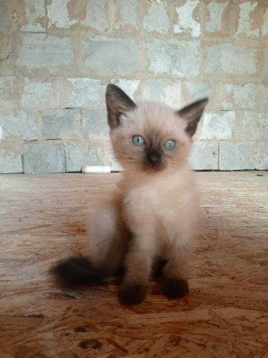 Отдаем котят умные
