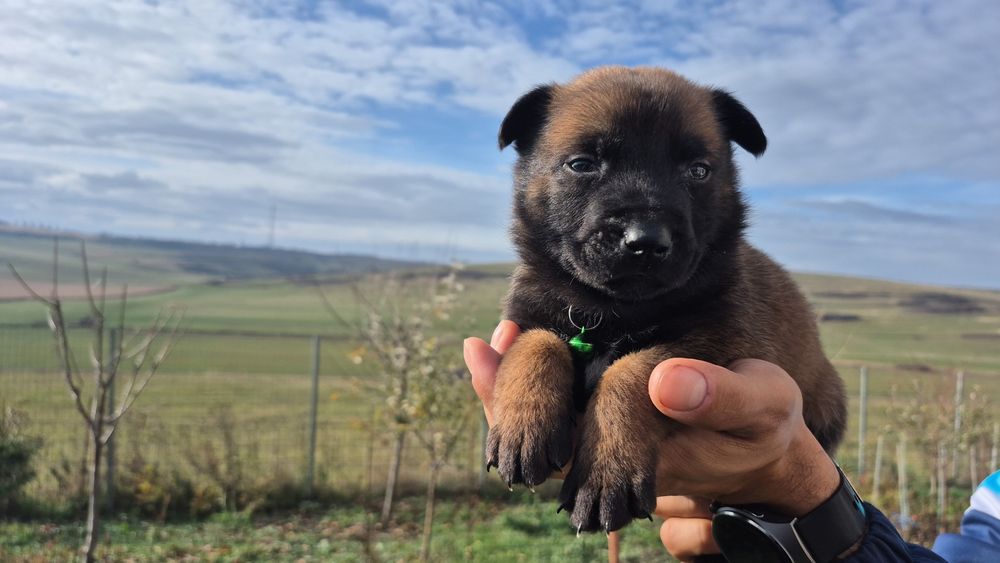 Mascul Ciobănesc Belgian Malinois  pedigree