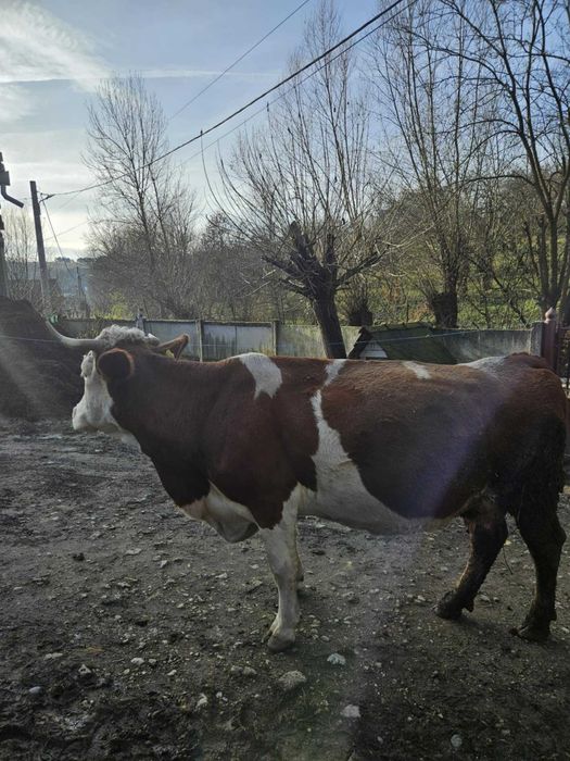 Vând vacă gestanta