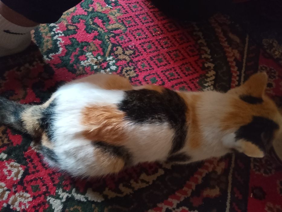 Yaxshi uy mushugi sotiladi