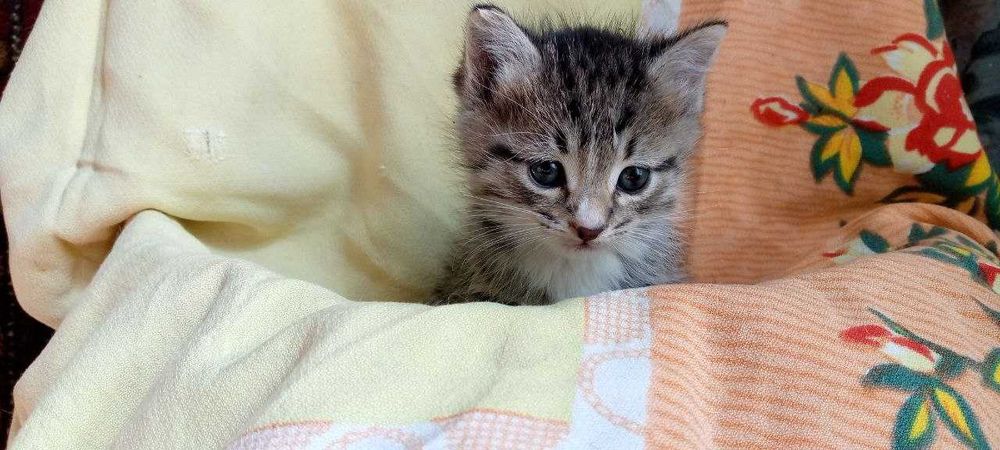 Котята в добрые и заботливые руки