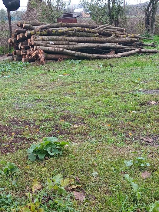 Vând cracă de foc 500 de lei căruța letca veche giurgiu