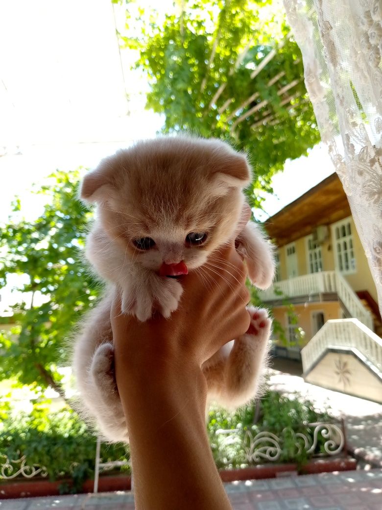 Скотишь фольд пародистые